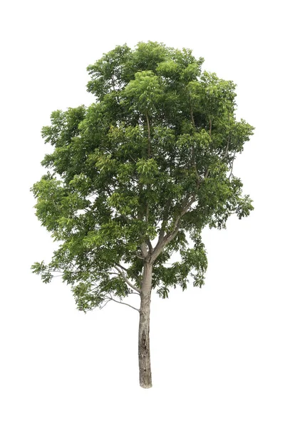 Απομονωμένη Φυλλοβόλο Δέντρο Λευκό Φόντο Όμορφο Δέντρο Από Την Ταϊλάνδη — Φωτογραφία Αρχείου