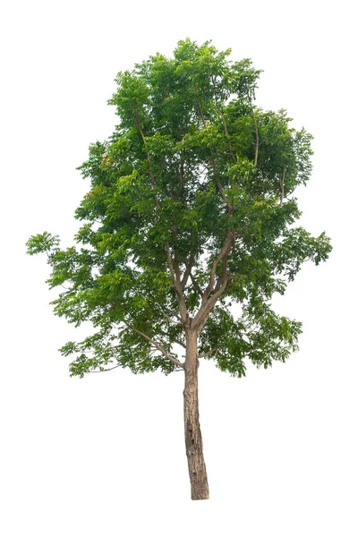 Tropischer Baum Isoliert Auf Weißem Hintergrund Schöner Baum Aus Thailand — Stockfoto