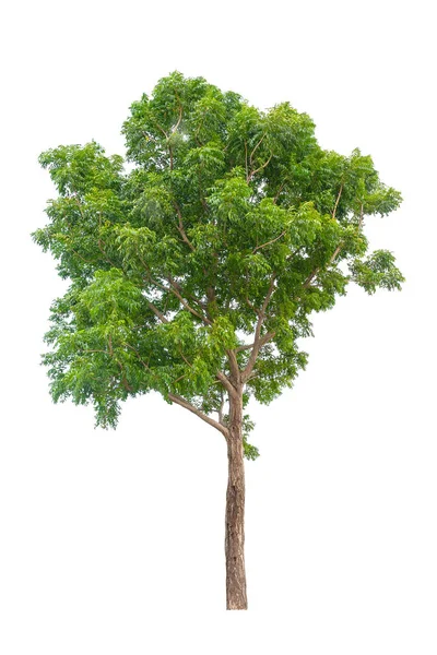 Тропическое Дерево Изолированы Белом Фоне Красивое Дерево Таиланда Используется Натуральными — стоковое фото