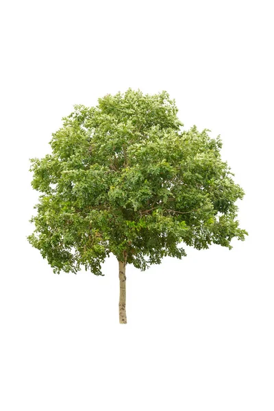 Изолированное Лиственное Дерево Белом Фоне — стоковое фото
