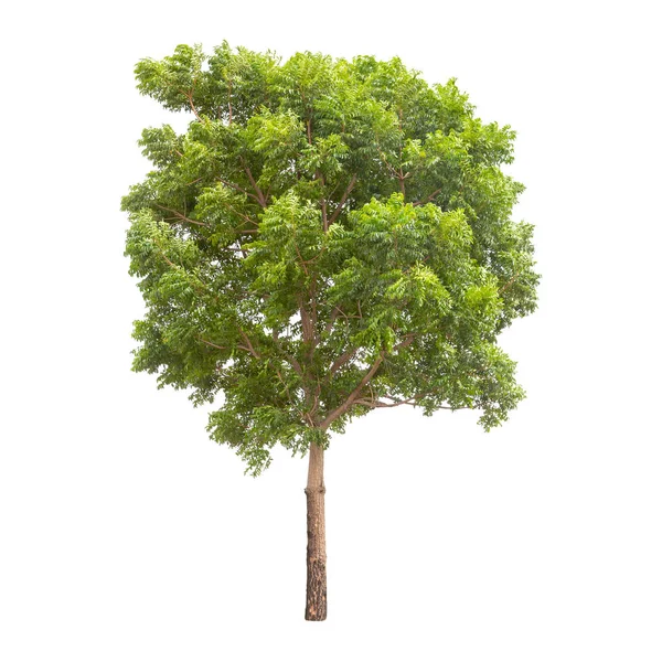 Изолированное Зеленое Дерево Белом Фоне — стоковое фото
