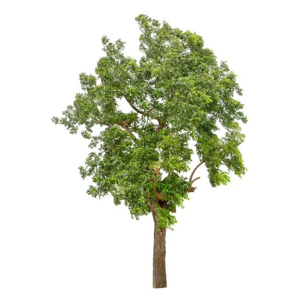 Beyaz Arka Plan Üzerinde Izole Izole Yeşil Ağaç — Stok fotoğraf
