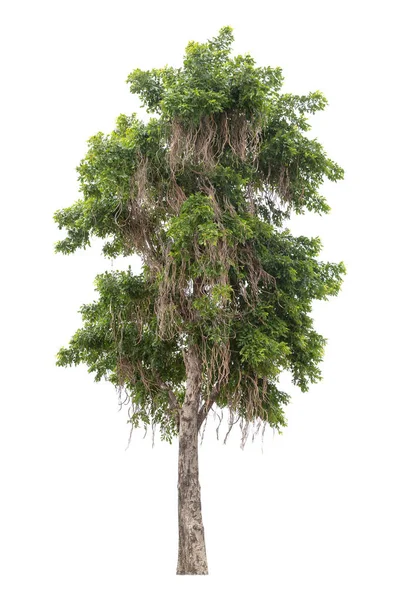 Beyaz Arka Planda Thailan Güzel Ağaç Izole Izole Yeşil Ağaç — Stok fotoğraf