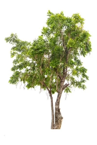 Tropischer Baum Isoliert Auf Weißem Hintergrund Schöner Baum Aus Thailand — Stockfoto