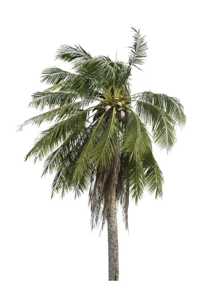 在白色背景查出的椰子树 模压过程 图库照片