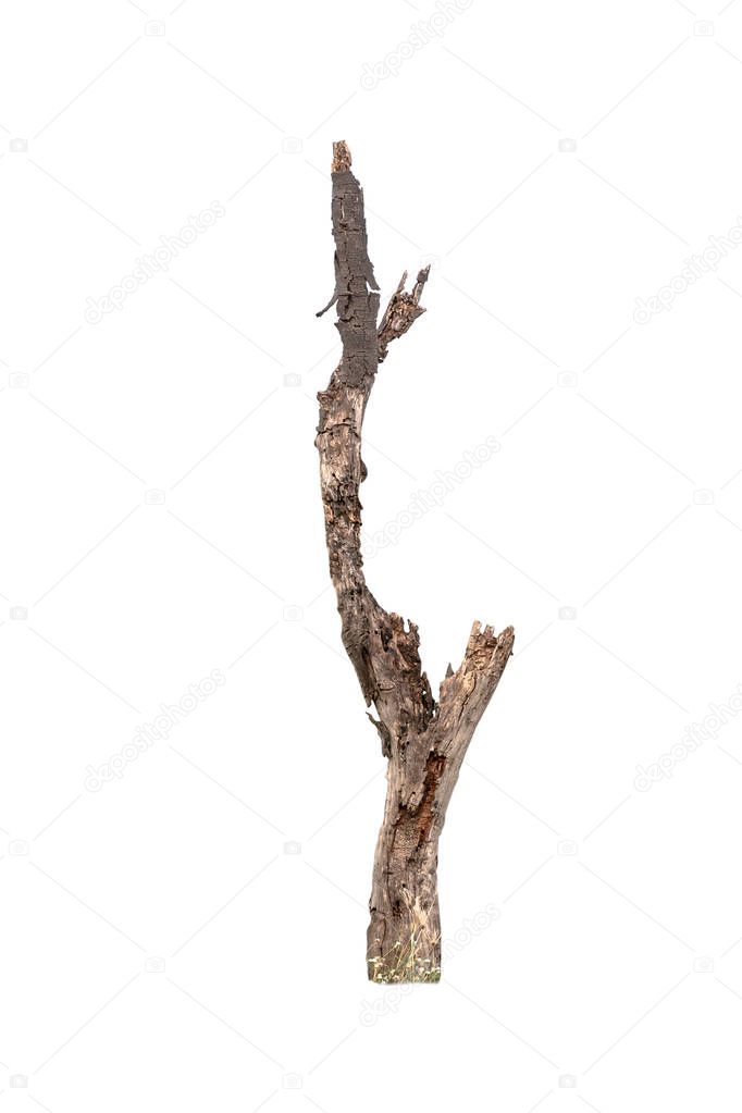 dry tree branch isolated on white background - It was isolated by die cut process