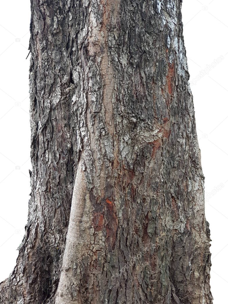 isolated tree trunk on a white background with clipping path