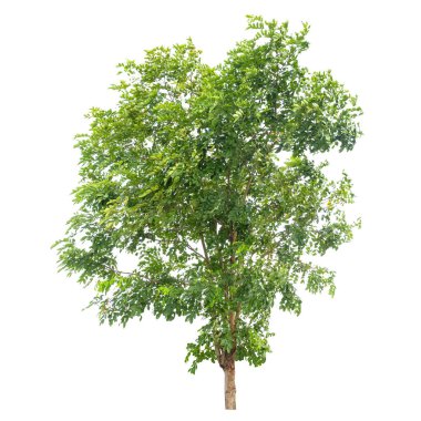 Beyaz arka plan üzerinde - ağaçlar topluluğu izole izole yeşil ağaç