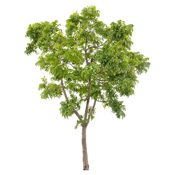 Isolierter Grüner Baum Isoliert Auf Weißem Hintergrund — Stockfoto