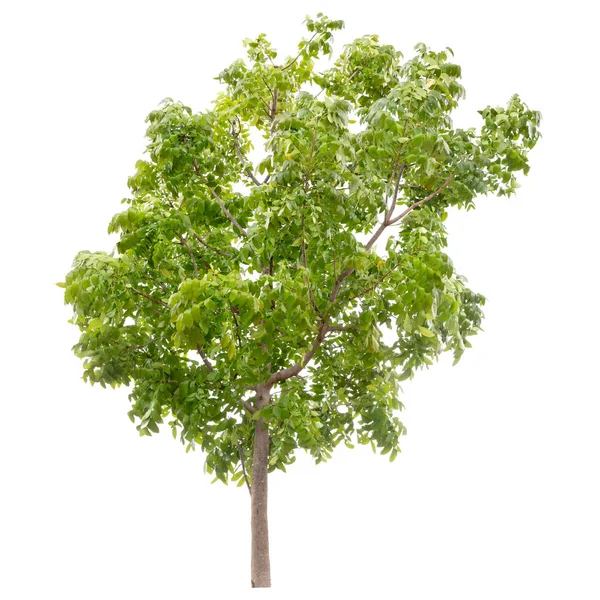 Isolierter Grüner Baum Isoliert Auf Weißem Hintergrund — Stockfoto