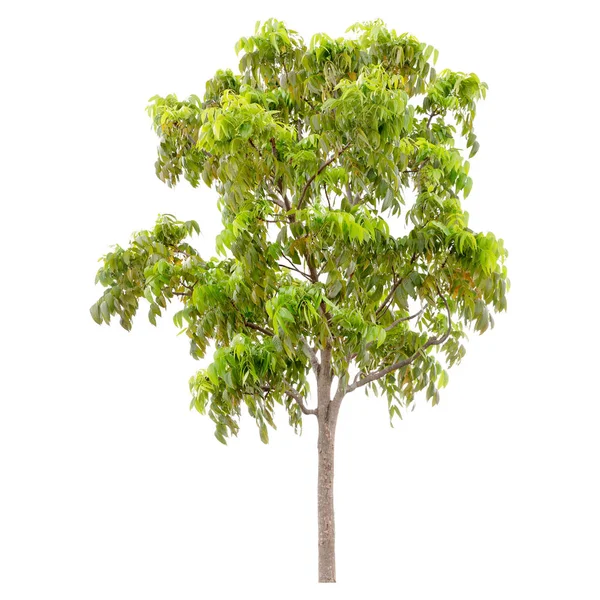 Изолированное Зеленое Дерево Изолированное Белой Спине — стоковое фото