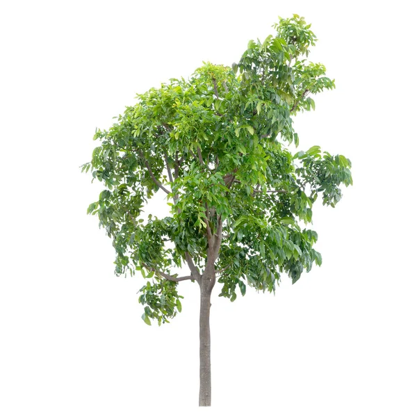Изолированное Зеленое Дерево Изолированное Белой Спине — стоковое фото