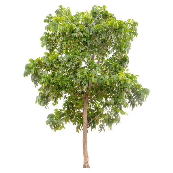 Isolierter Grüner Baum Isoliert Auf Weißem Hintergrund — Stockfoto