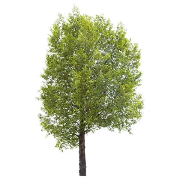 Isolato Albero Verde Isolato Backgroun Bianco — Foto Stock