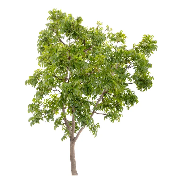 Isolierter Grüner Baum Isoliert Auf Weißem Hintergrund — Stockfoto