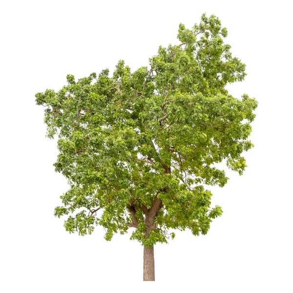 Isolierter Grüner Baum Isoliert Auf Weißem Hintergrund — Stockfoto