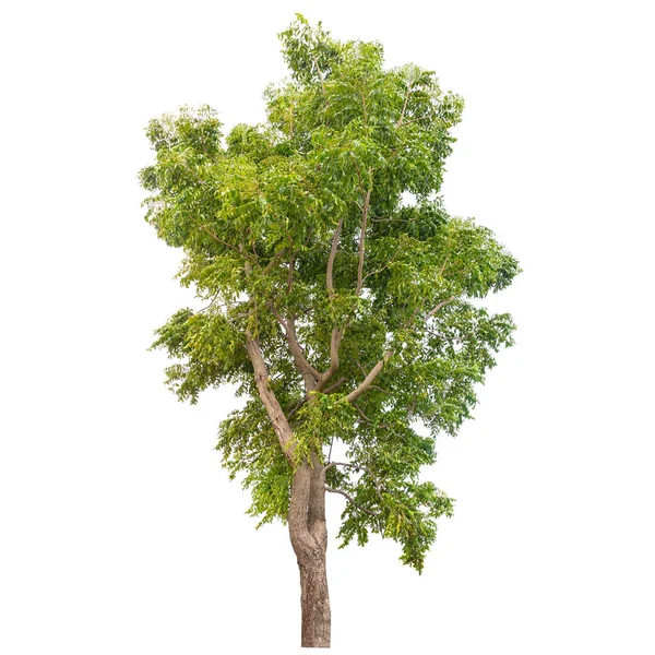 Изолированное Зеленое Дерево Белом Фоне Коллекция Деревьев — стоковое фото