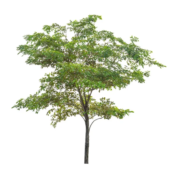 Isolierter Grüner Baum Isoliert Auf Weißem Hintergrund Die Sammlung Von — Stockfoto