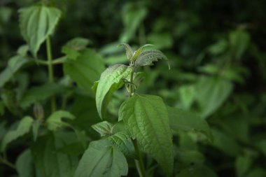 ısırgan yaprakları - doğa kavramı