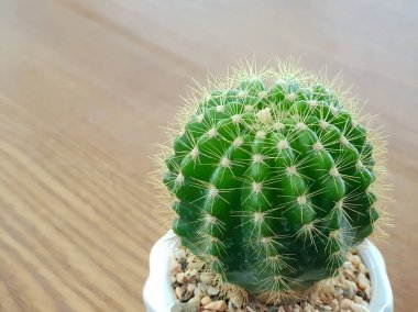 Küçük tencerede Mini kaktüs