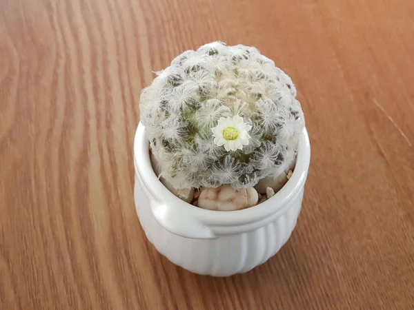 Kleine Cactus Vetplanten Winkel Zacht Selectieve Focus — Stockfoto