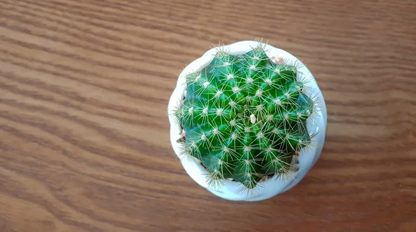 Cactus Een Pot Geplaatst Een Houten Tafel Top Uitzicht — Stockfoto