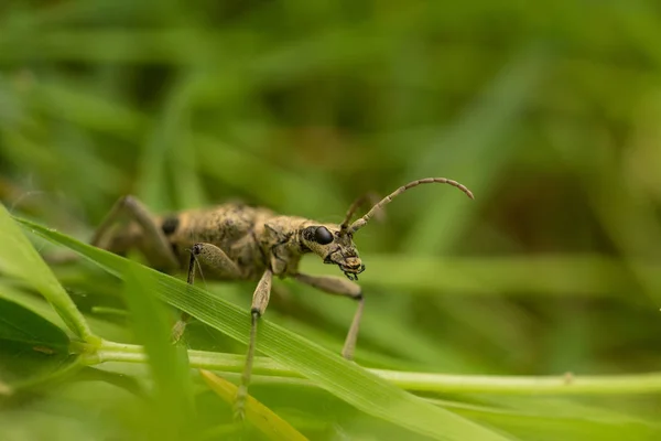 Imagen macro exterior del escarabajo —  Fotos de Stock