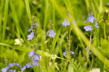 yakın çekim, yaz çayır çiçek alan