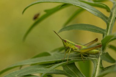 Çekirge, çekirge yeşil çimlere oturup