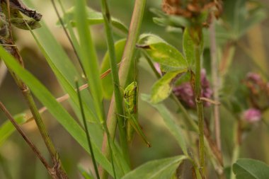 Çekirge, çekirge yeşil çimlere oturup