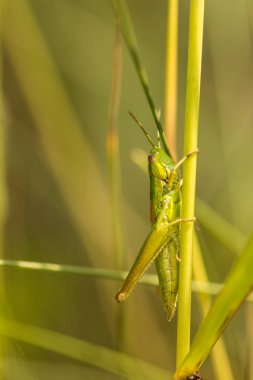 Çekirge, çekirge yeşil çimlere oturup
