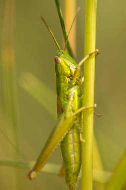 Çekirge, çekirge yeşil çimlere oturup