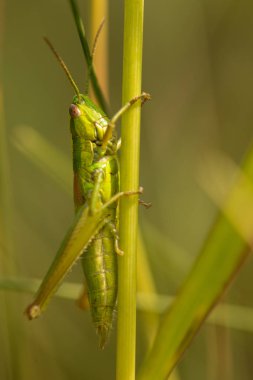 Çekirge, çekirge yeşil çimlere oturup