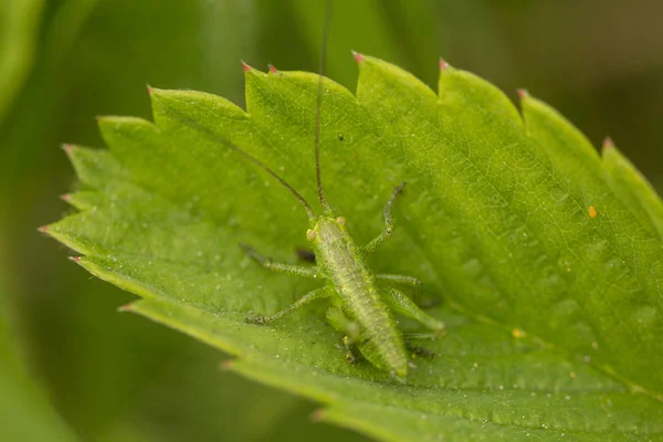 Buiten Macro Opname Van Kever Zijn Leefgebied — Stockfoto