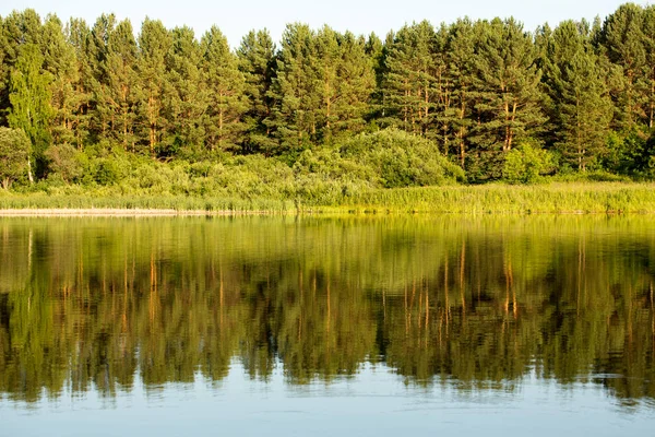 Błękitna Woda Leśnym Jeziorze Sosnami — Zdjęcie stockowe