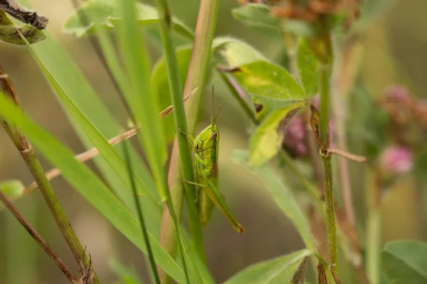 Saltamontes Saltamontes Sentados Hierba Verde —  Fotos de Stock