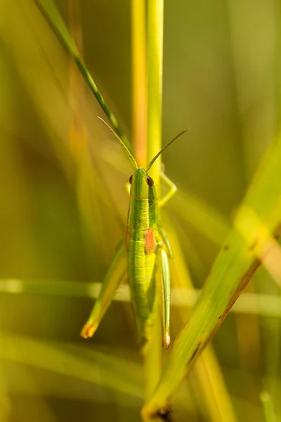 Кузнечик Кузнечик Сидящий Зеленой Траве — стоковое фото