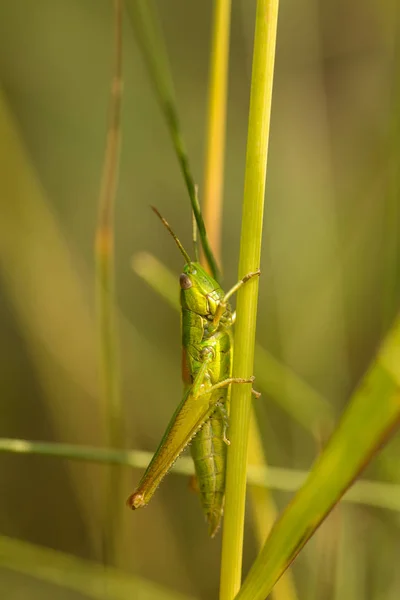 Кузнечик Кузнечик Сидящий Зеленой Траве — стоковое фото