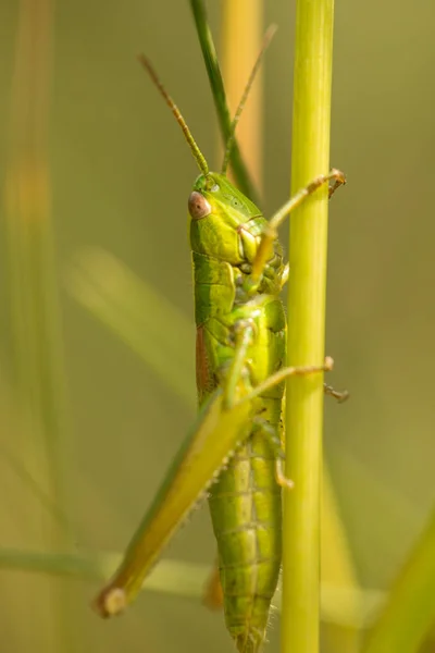 Sprinkhaan Sprinkhaan Zittend Het Gras — Stockfoto