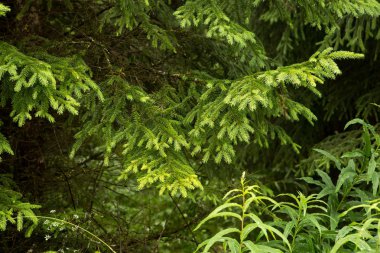 Köknar brunch yakın çekim. Kabarık köknar dalı yakın çekim.