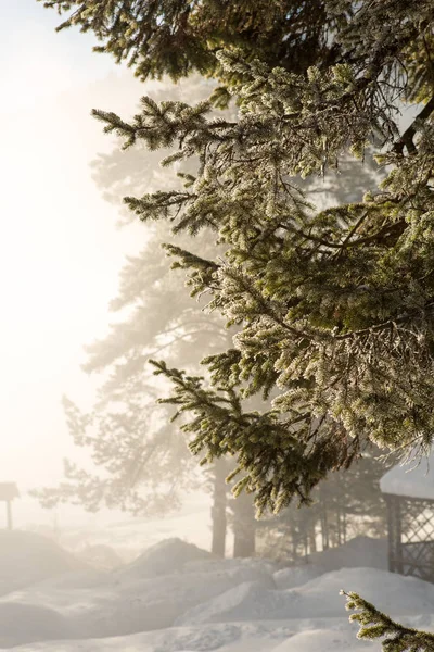 モミの木 branche は霧氷で覆われています。選択と集中 — ストック写真