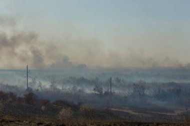 Orman yangını. Orman yangını, kirlilik ve çok fazla duman sonra yanmış ağaçlar