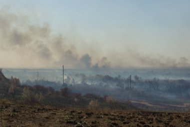 Orman yangını. Orman yangını, kirlilik ve çok fazla duman sonra yanmış ağaçlar