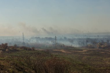 Orman yangını. Orman yangını, kirlilik ve çok fazla duman sonra yanmış ağaçlar
