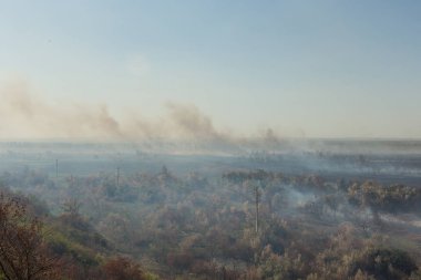 Orman yangını. Orman yangını, kirlilik ve çok fazla duman sonra yanmış ağaçlar