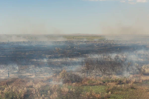 Orman yangını. Orman yangını, kirlilik ve çok fazla duman sonra yanmış ağaçlar