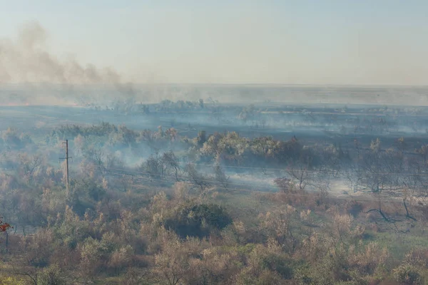 Orman yangını. Orman yangını, kirlilik ve çok fazla duman sonra yanmış ağaçlar