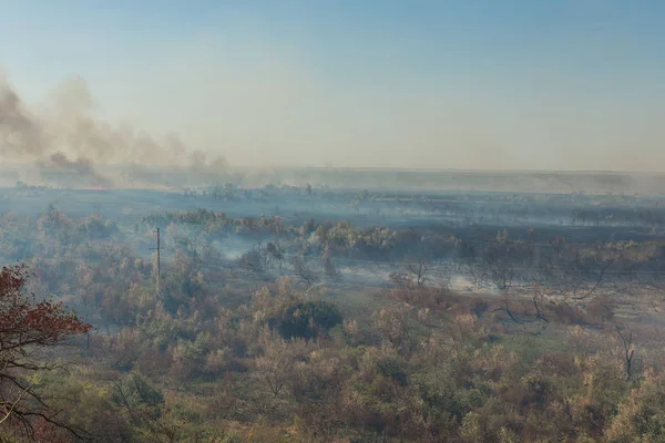 Orman yangını. Orman yangını, kirlilik ve çok fazla duman sonra yanmış ağaçlar