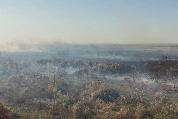 Orman yangını. Orman yangını, kirlilik ve çok fazla duman sonra yanmış ağaçlar
