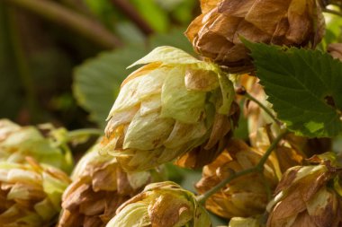 Şerbetçi otu veya tırmanma ılıman bölge nemli çalılıkları içinde her iki hemisferlerin doğada bulunur.